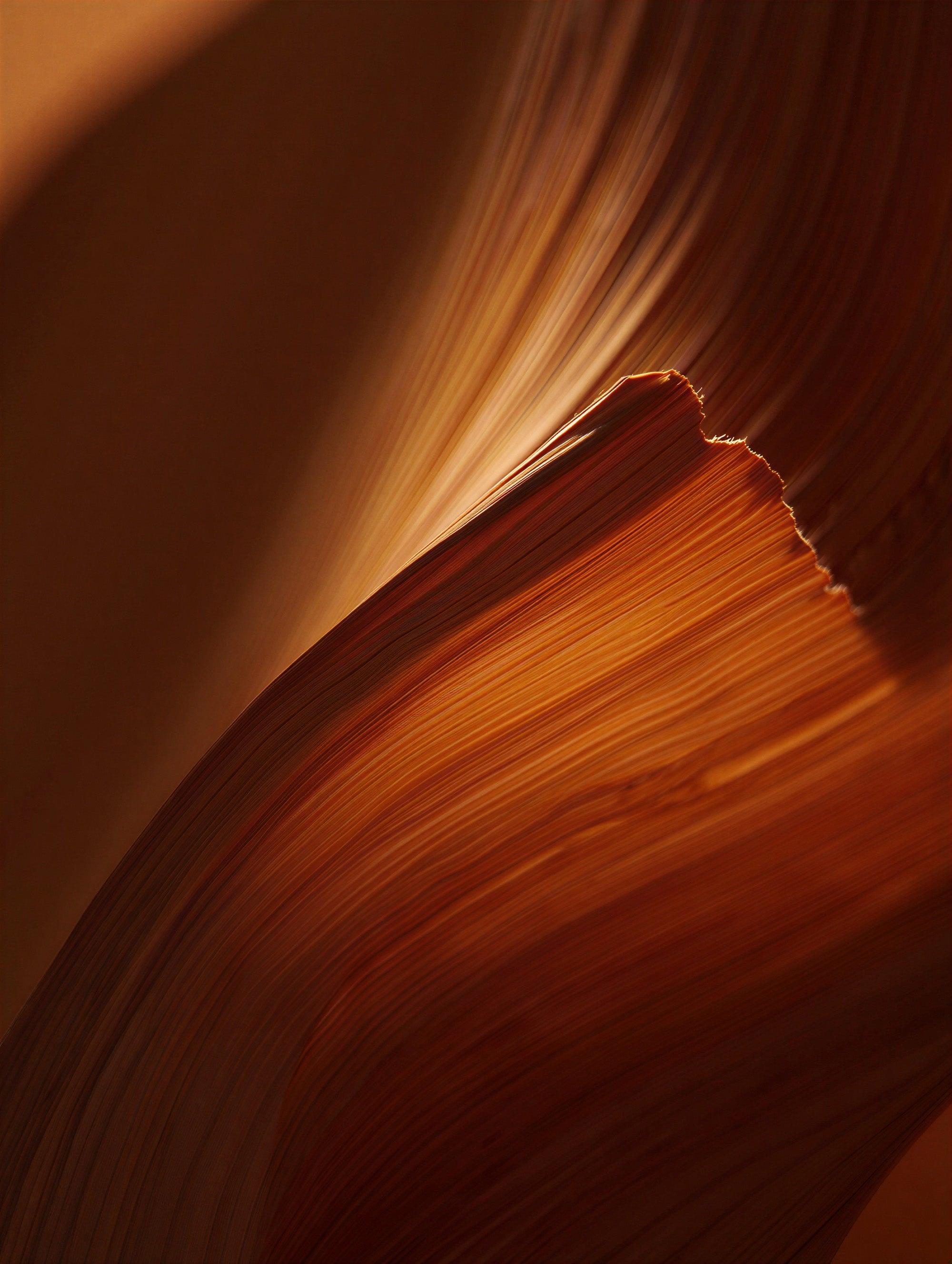 Cedarwood close-up — American cedarwood