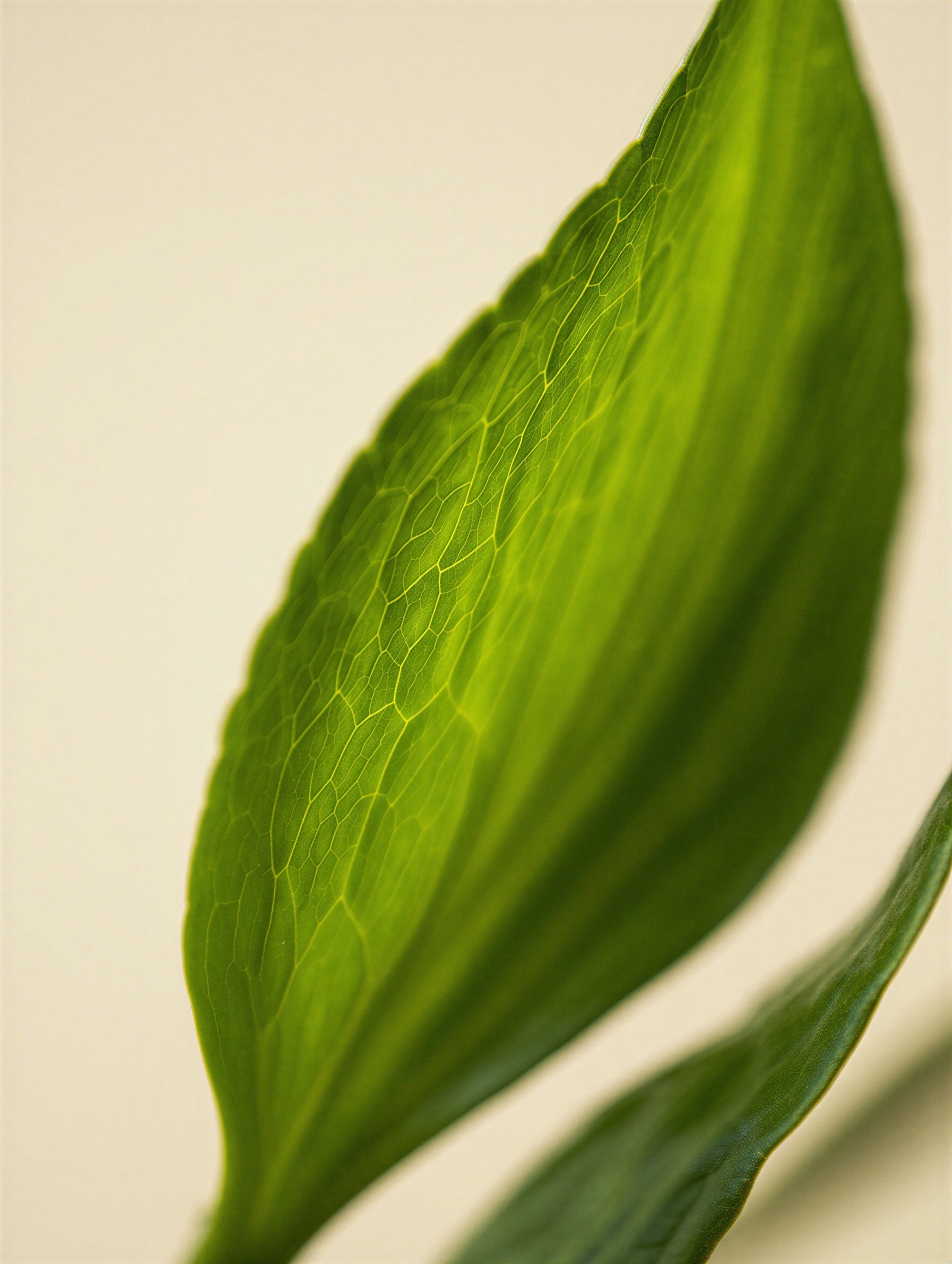 Cornmint leaves close-up — fresh mint botanical