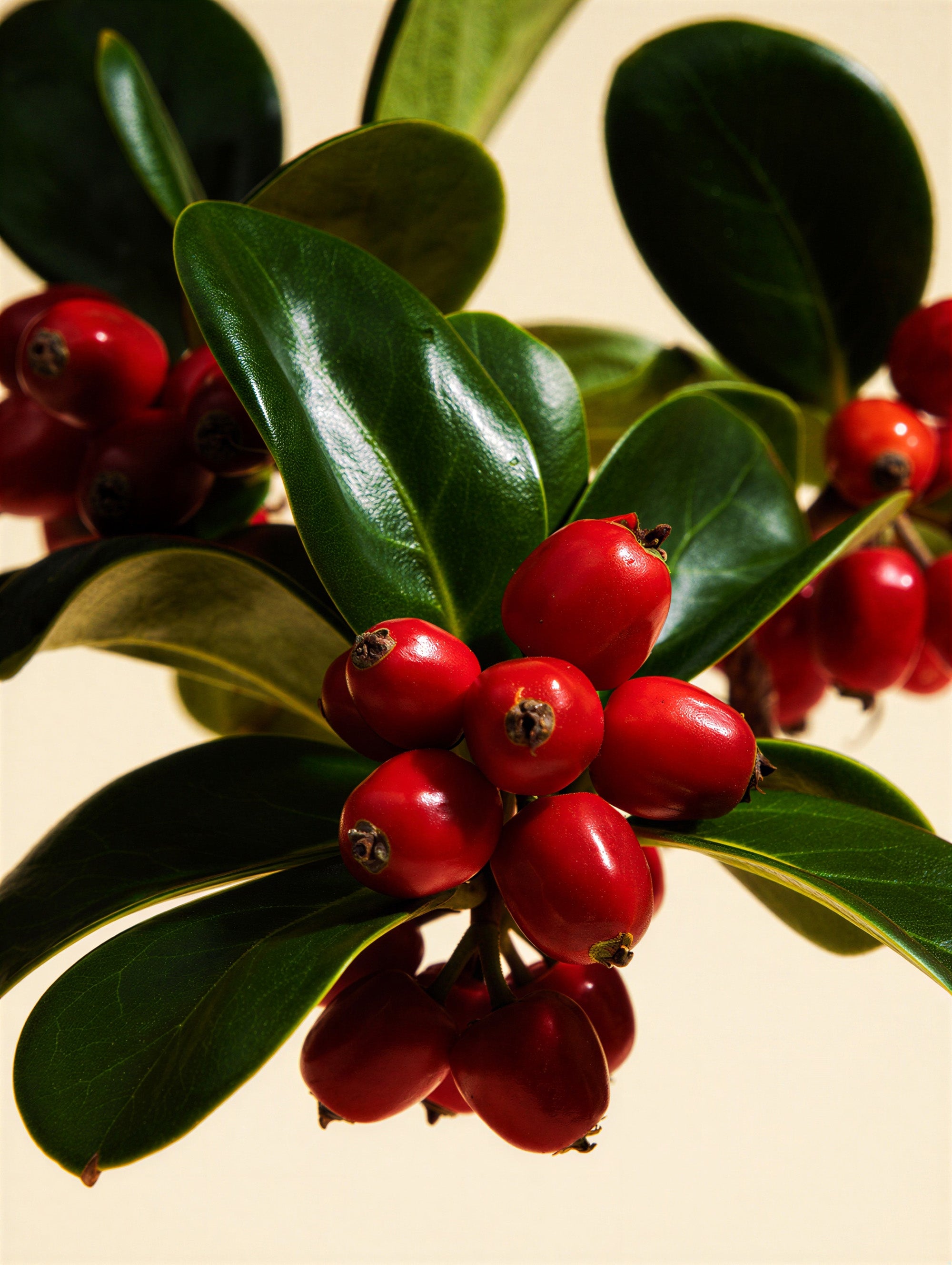Wintergreen leaves close-up — glossy botanical