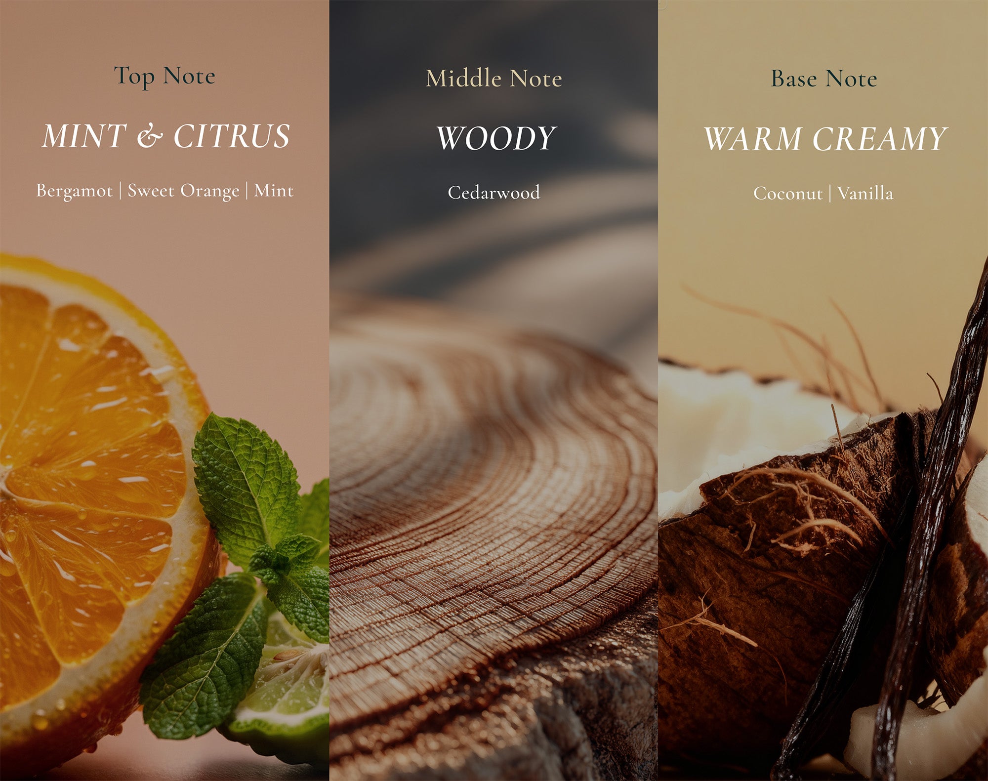 Lora Maldives scent profile — TOP (Cornmint · Wintergreen · Bergamot · Sweet Orange) / MIDDLE (Cedarwood) / BASE (Coconut · Vanilla) — ingredient flatlay or infographic, full width